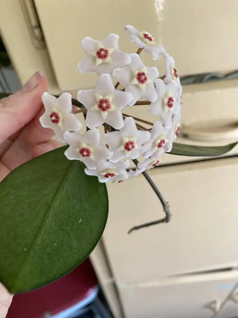 Photo of Hoya carnosa - Umble inflorescence:Kathleen Moore