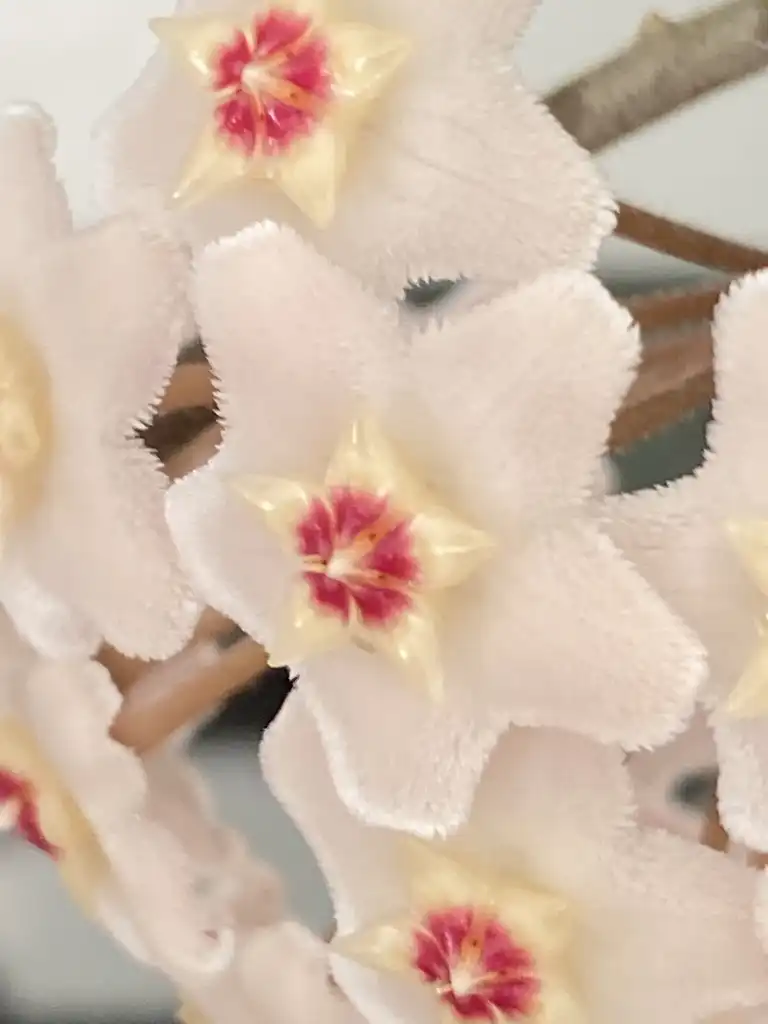 Photo of Hoya carnosa - Flowers are hairy with 5 petals:Kathleen Moore
