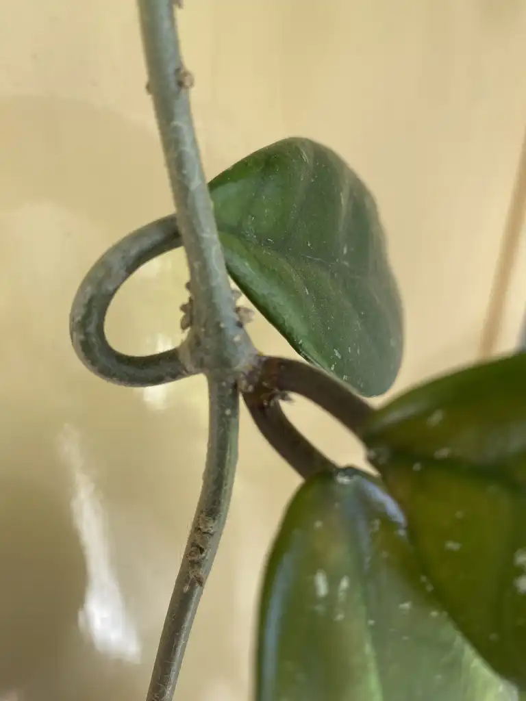 Photo of Hoya carnosa - Roots form along the stem:Kathleen Moore