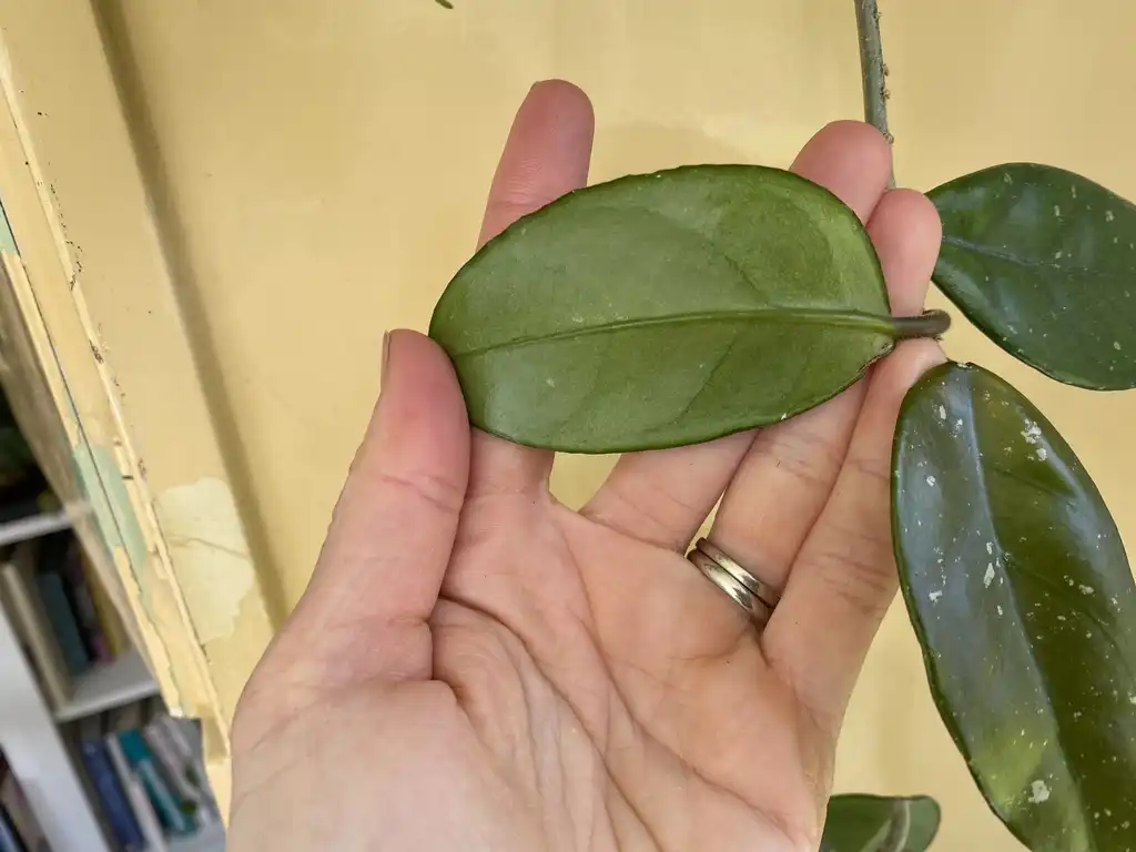 Photo of Hoya carnosa - Underside of leaf:Kathleen Moore