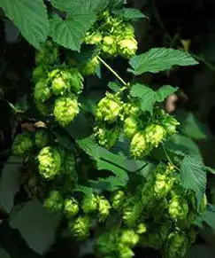 Photo of Humulus lupulus (Humulus lupuluss)