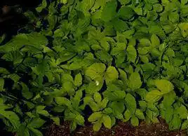 Photo of Humulus lupulus (Humulus lupuluss)