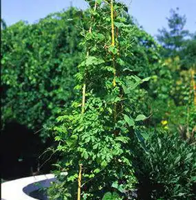 Photo of Humulus lupulus - :