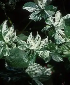 Фото Humulus scandens (Humulus scandenss)