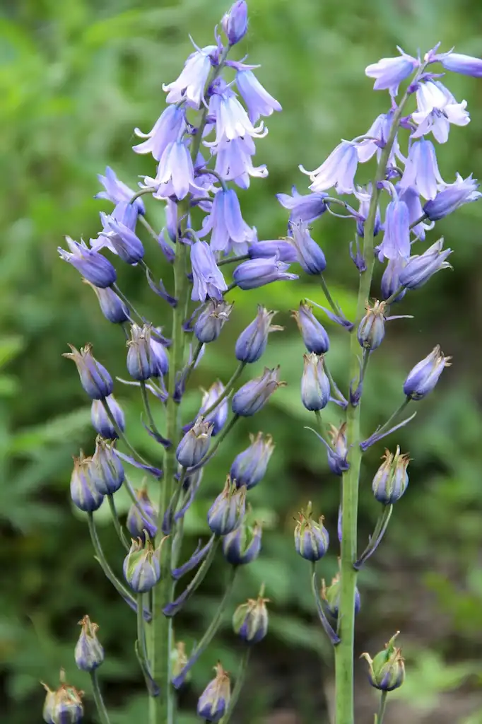 Photo of Hyacinthoides hispanica (Hyacinthoides hispanicas)