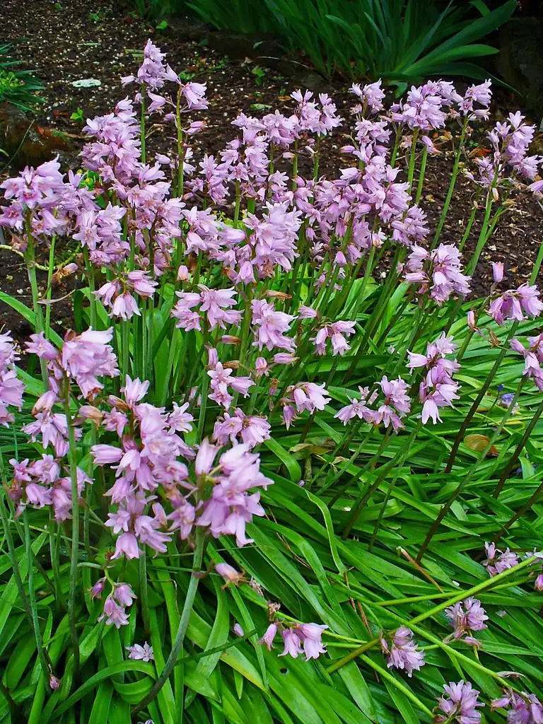Photo of Hyacinthoides hispanica (Hyacinthoides hispanicas)