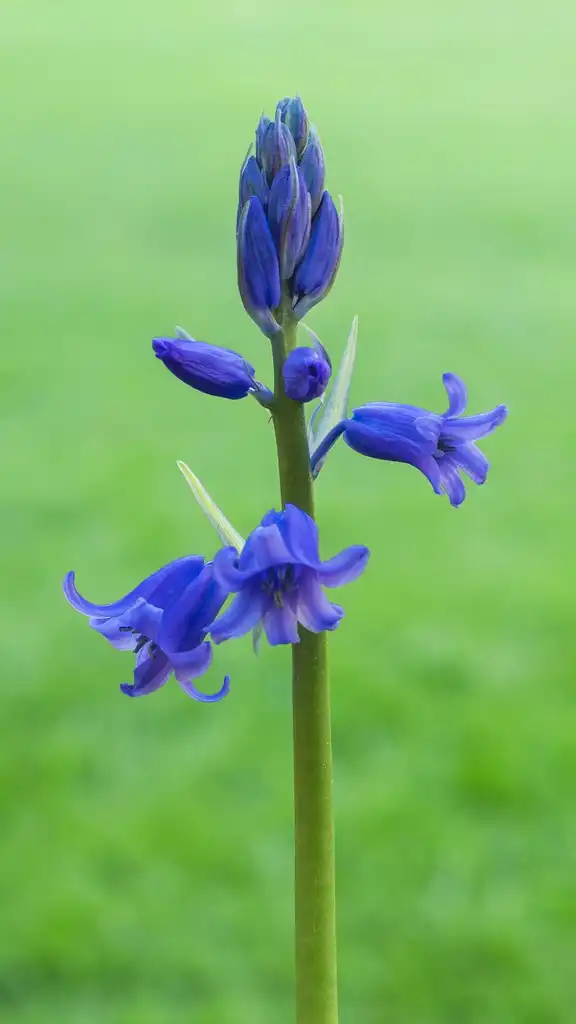 Photo of Hyacinthoides hispanica - Flower and buds:Dominicus Johannes Bergsma
