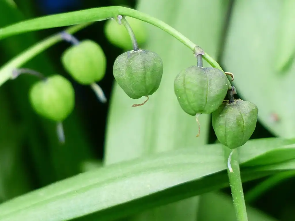 Photo of Hyacinthoides hispanica - Fruits:Hans