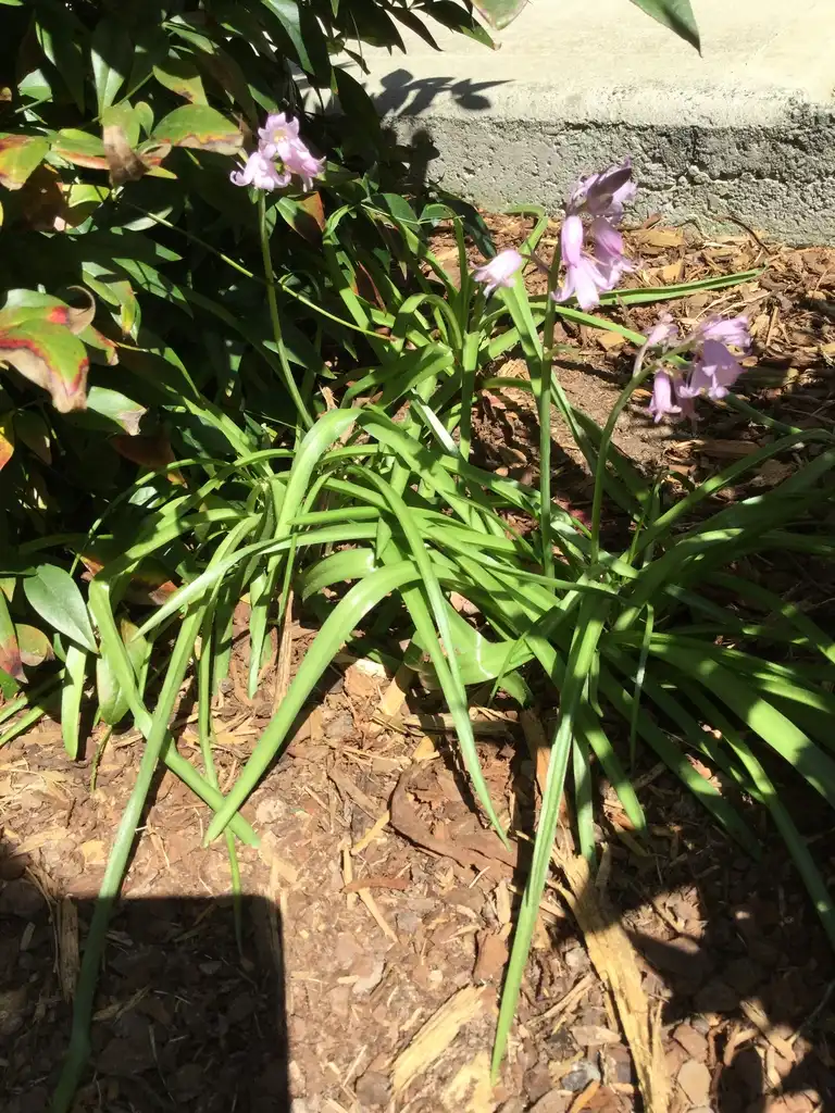 Photo of Hyacinthoides hispanica - Form Close-up (Durham County,NC)-Spring:Carol Tierney