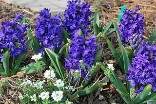Foto de Hyacinthus orientalis (Hyacinthus orientaliss)