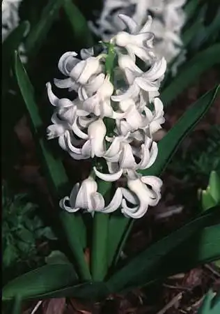 Foto de Hyacinthus orientalis (Hyacinthus orientaliss)