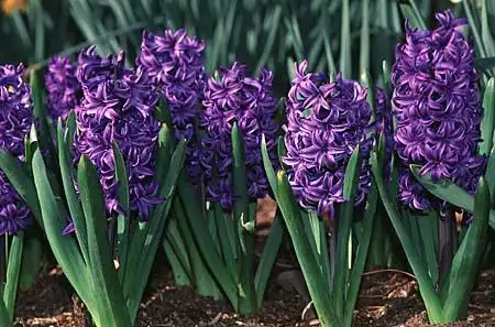 Foto de Hyacinthus orientalis - :