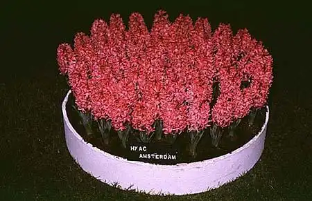 Foto de Hyacinthus orientalis - :