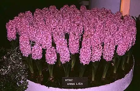 Foto de Hyacinthus orientalis - :