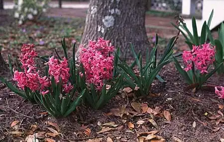 Foto de Hyacinthus orientalis - :