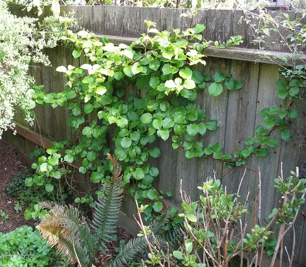 Foto de Hydrangea anomala (Hydrangea anomalas)