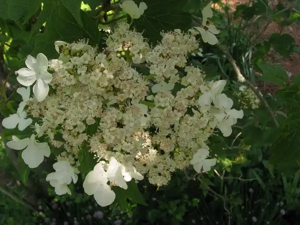 Foto de Hydrangea anomala (Hydrangea anomalas)
