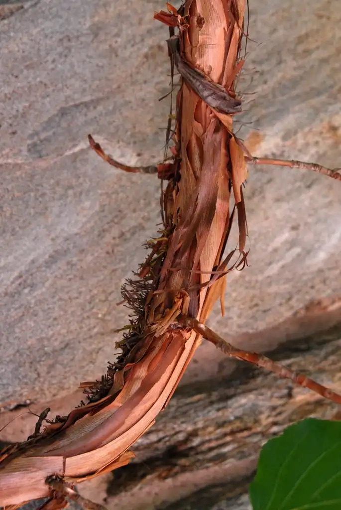 Foto de Hydrangea anomala - Bark:Jim Robbins