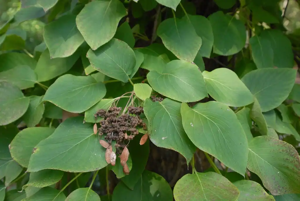 Foto de Hydrangea anomala - Flower and Leaves:Jim Robbins