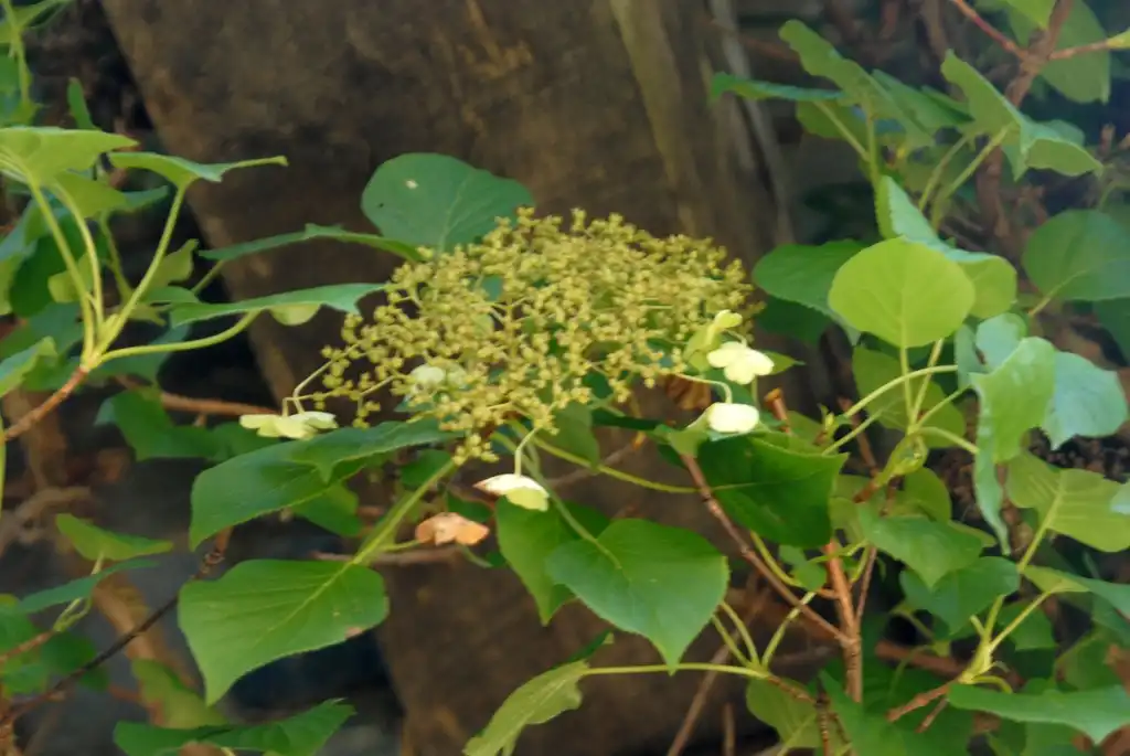 Foto de Hydrangea anomala - 'Petiolaris' Flower and Leaves:Jim Robbins