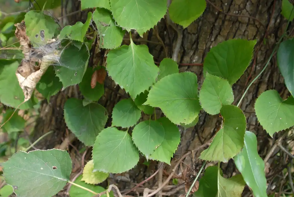 Foto de Hydrangea anomala - 'Petiolaris' Leaves:Jim Robbins
