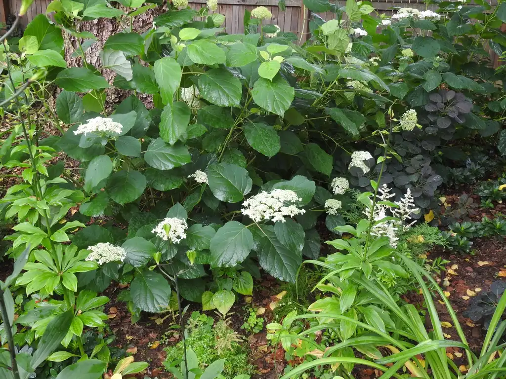 Фото Hydrangea arborescens 'Haas' Halo' (Hydrangea arborescens 'Haas' Halo's)