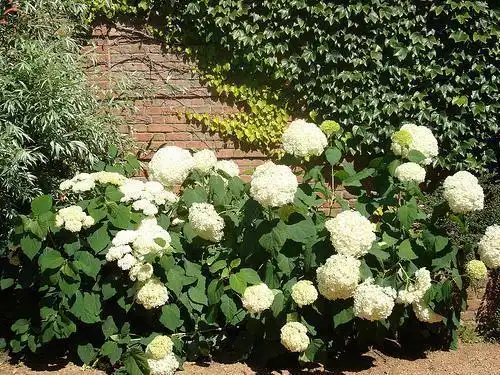 Photo of Hydrangea arborescens (Hydrangea arborescenss)