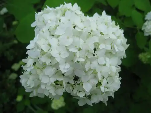 Photo of Hydrangea arborescens (Hydrangea arborescenss)
