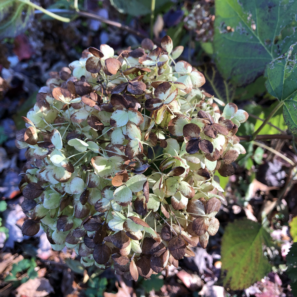 Photo of Hydrangea arborescens - Flowers (Durham County, NC)-Fall:Andrea Laine
