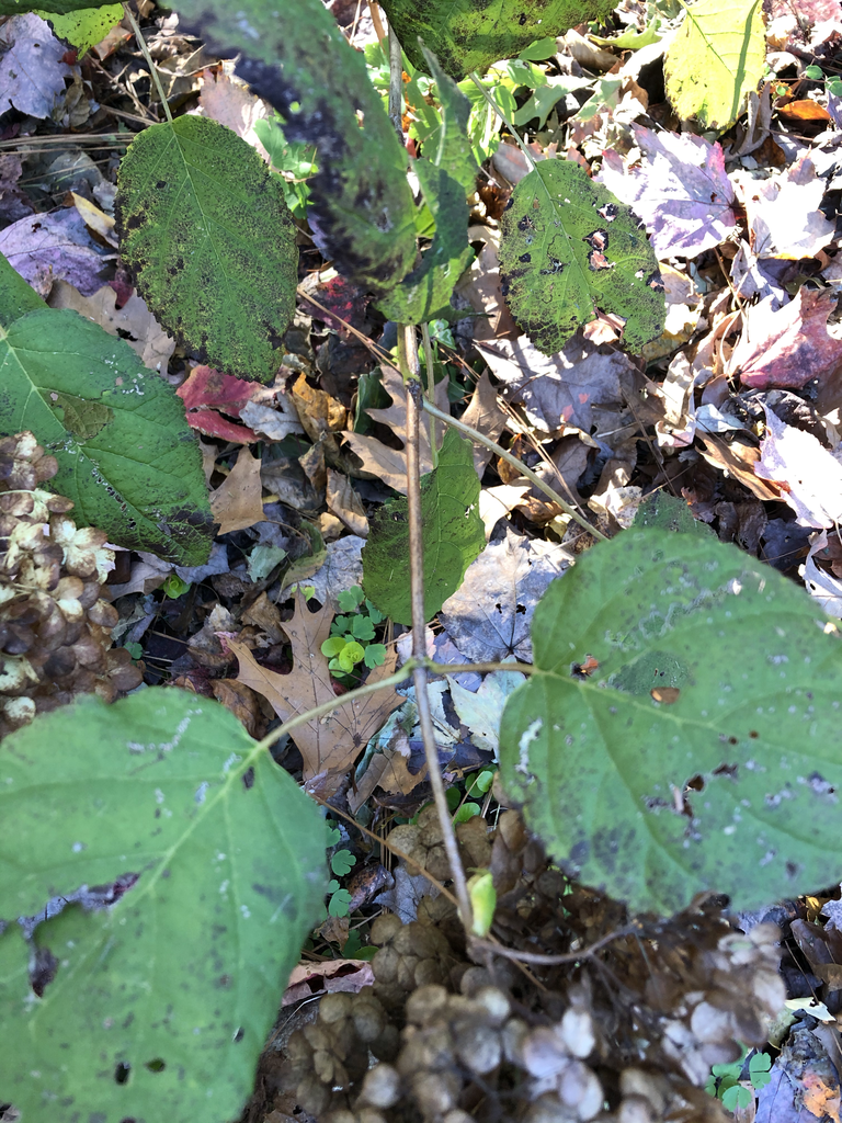 Photo of Hydrangea arborescens - Leaf Arrangement (Durham County, NC):Andrea Laine