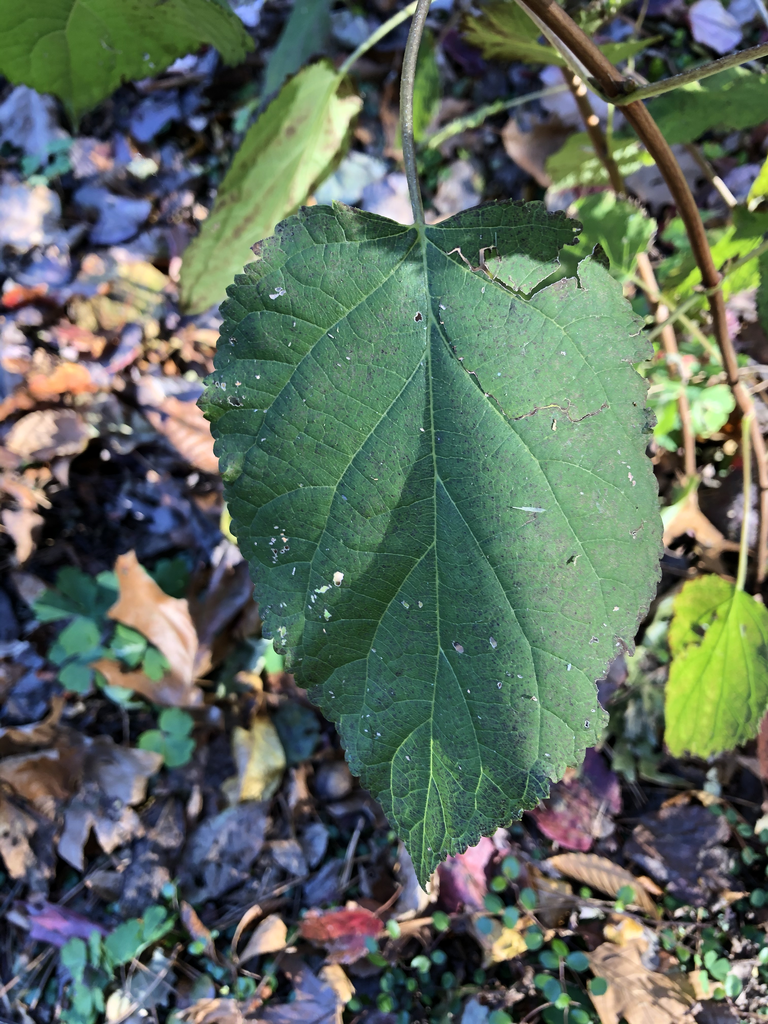 Photo of Hydrangea arborescens - Leaf Close-Up (Durham County,NC)-Fall:Andrea Laine