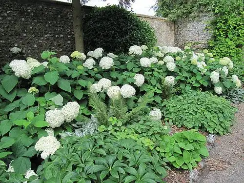 Photo of Hydrangea arborescens - H. arborescens 'Grandiflora' with Hellebores and Epimedium:Leonora Enking