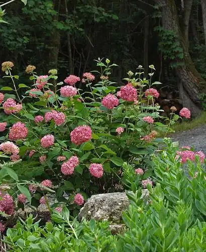 Photo of Hydrangea arborescens - H. arborescens 'Invincibelle Spirit' by NC Hort:Thomas Ranney
