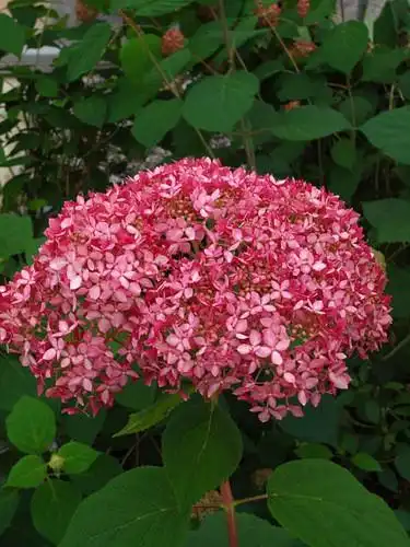Photo of Hydrangea arborescens - H. arborescens 'Invincibelle Spirit' bloom by NC Hort:Thomas Ranney