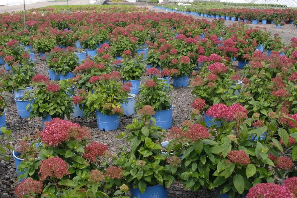 Photo of Hydrangea arborescens - 'Bella Anna' Mass Planting:Jim Robbins