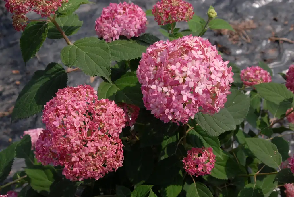Photo of Hydrangea arborescens - 'Invincibelle Spirit' Flower:Jim Robbins