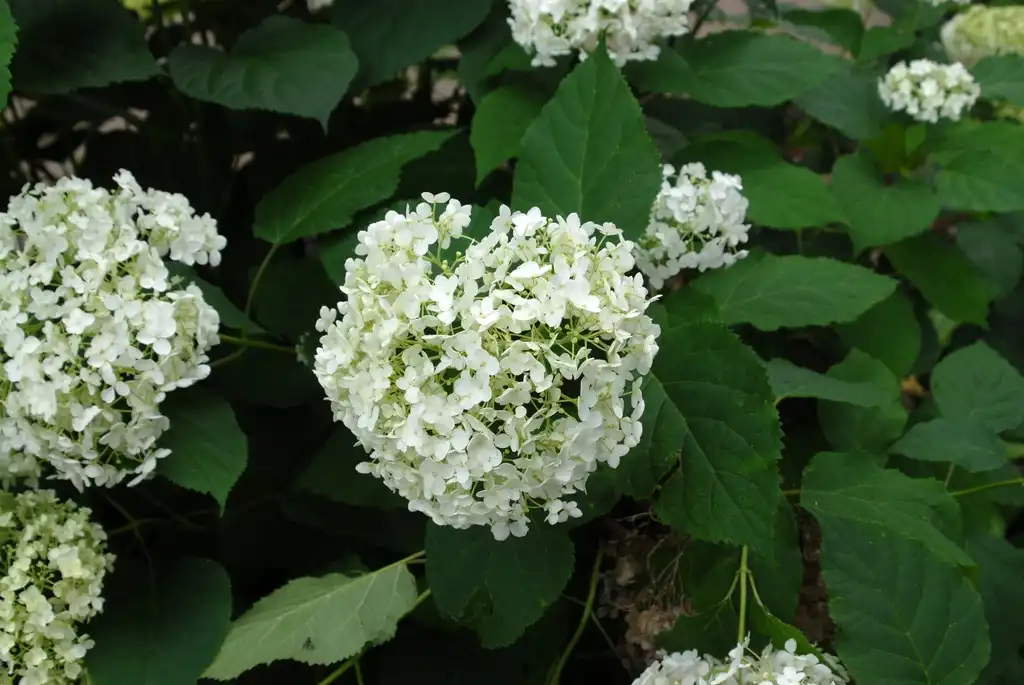 Photo of Hydrangea arborescens - 'Annabelle' Flower and Leaves:Jim Robbins