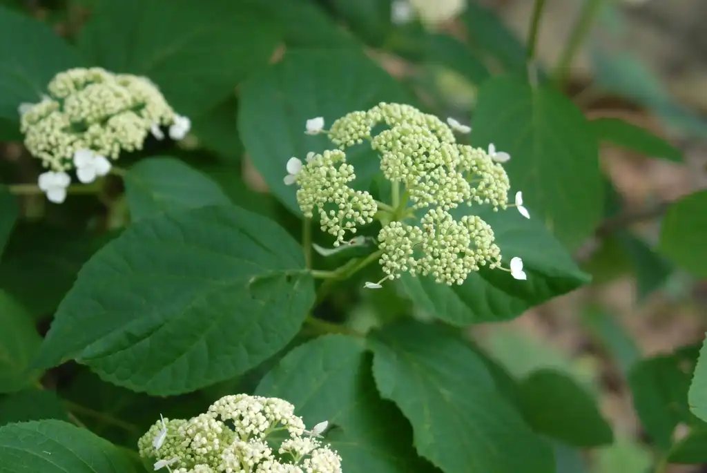 Photo of Hydrangea arborescens - 'Dardom' Flower and Leaves:Jim Robbins