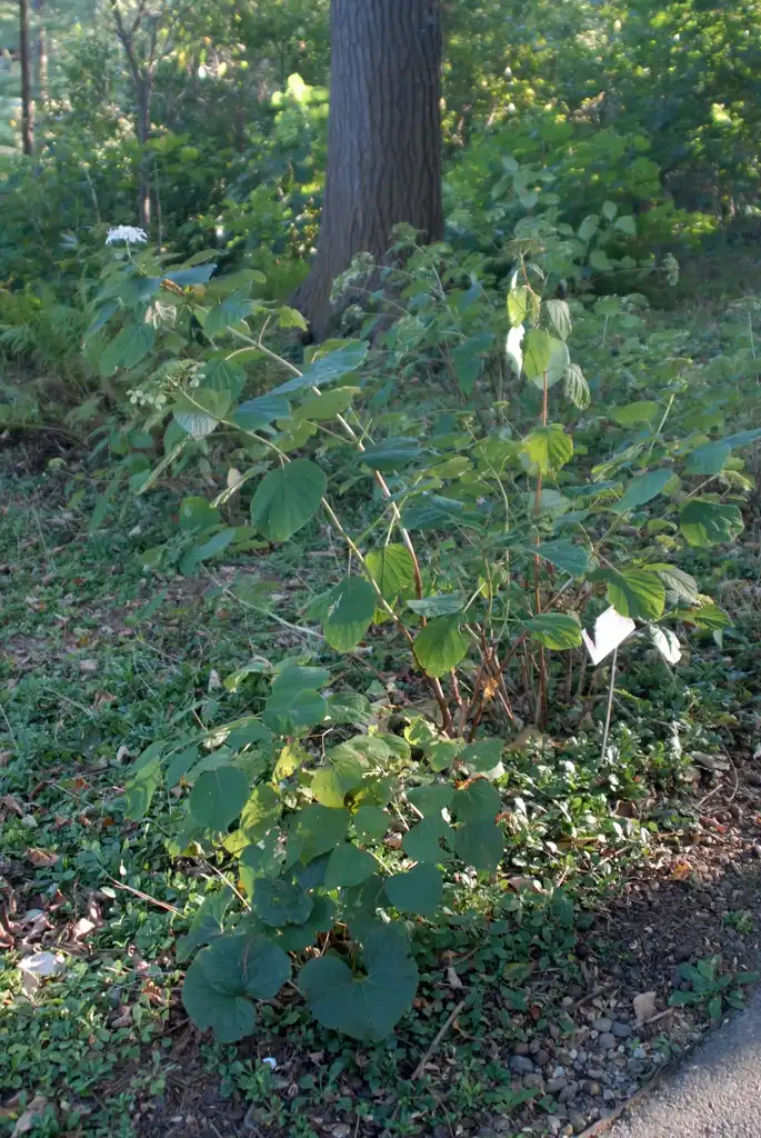 Photo of Hydrangea arborescens - Flower Form:Jim Robbins