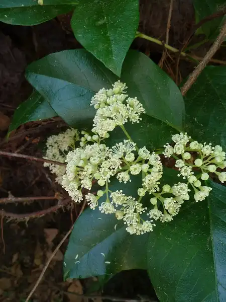 Photo of Hydrangea barbara (Hydrangea barbaras)