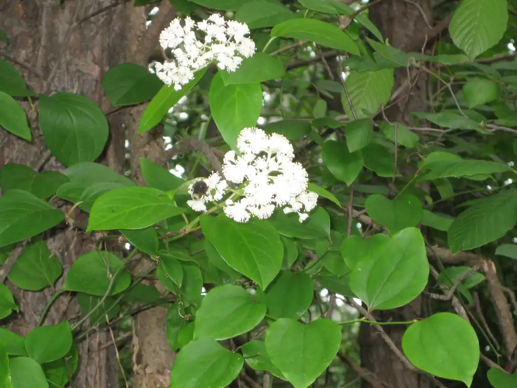Photo of Hydrangea barbara (Hydrangea barbaras)