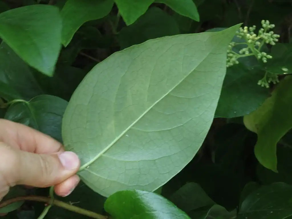 Photo of Hydrangea barbara - Underside of leaf:Evan Raskin