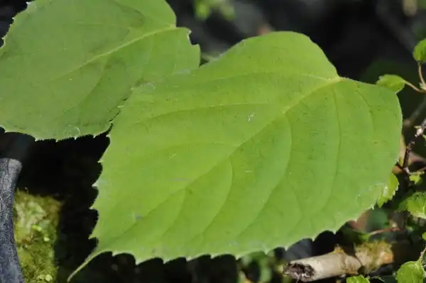 Photo of Hydrangea glaucescens (Hydrangea glaucescenss)