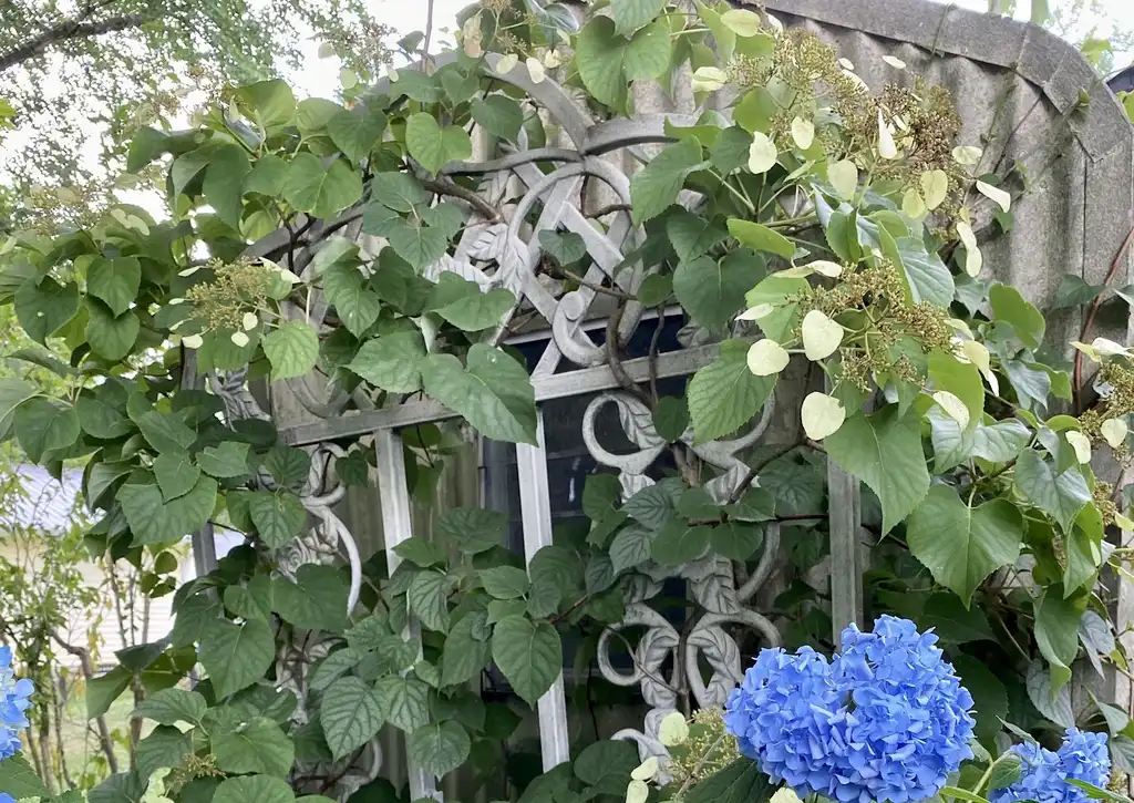 Photo of Hydrangea hydrangeoides 'Moonlight' (Hydrangea hydrangeoides 'Moonlight's)