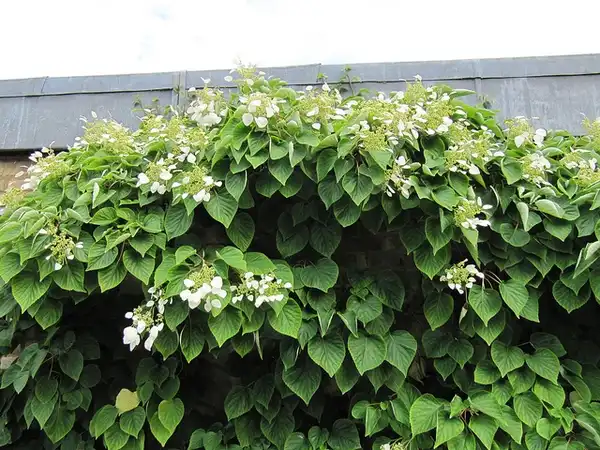 Photo of Hydrangea hydrangeoides (Hydrangea hydrangeoidess)