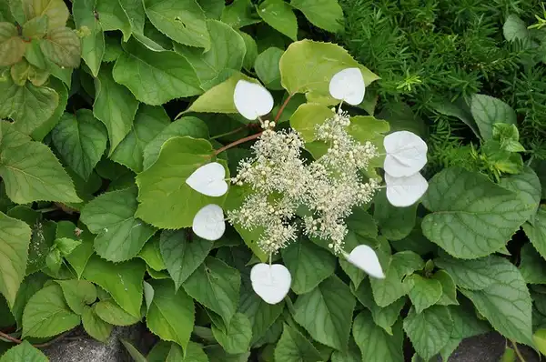 Photo of Hydrangea hydrangeoides (Hydrangea hydrangeoidess)