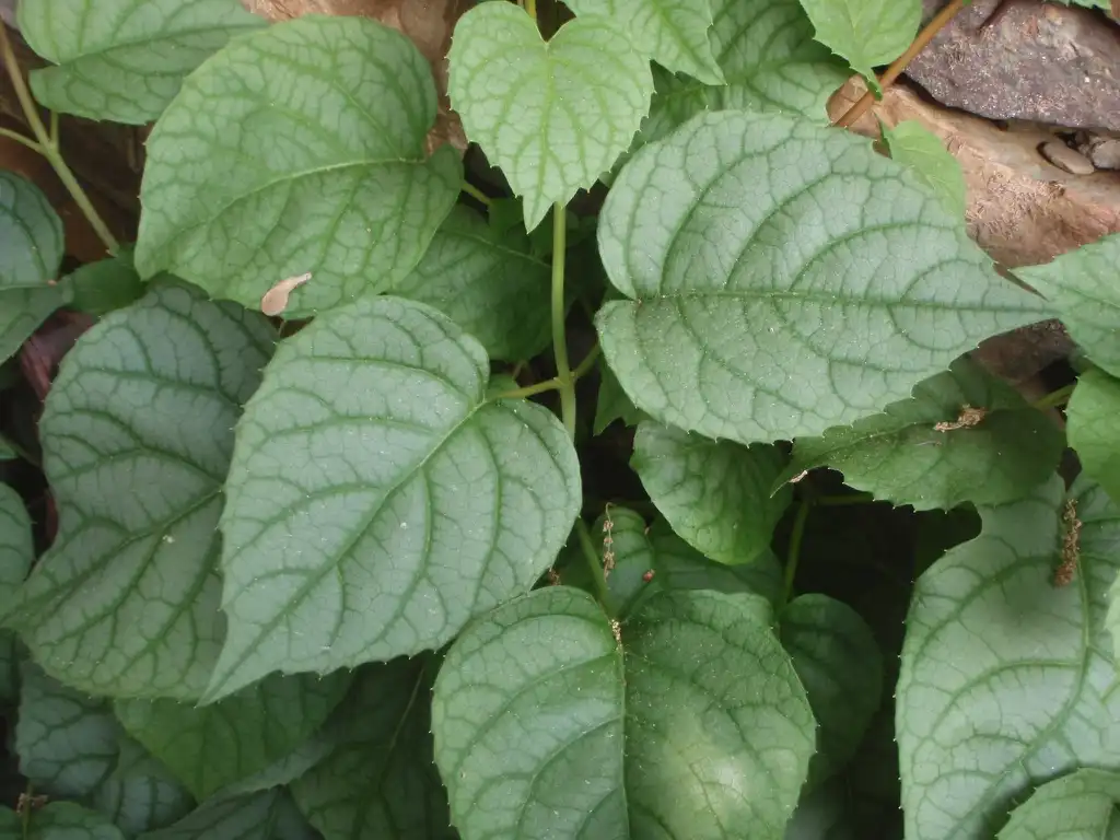Photo of Hydrangea hydrangeoides - 'Moonlight' Leaf:Jim Robbins