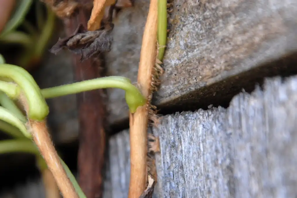 Photo of Hydrangea hydrangeoides - Roots:Jim Robbins