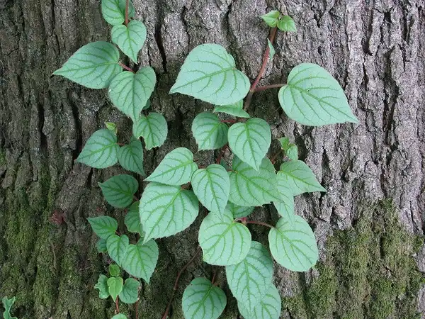 Photo of Hydrangea hydrangeoides - :peganum