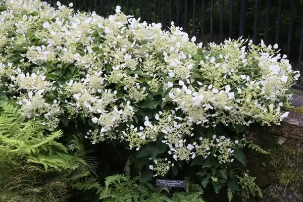 Photo of Hydrangea hydrangeoides - Whole plant:Jim, the photographer